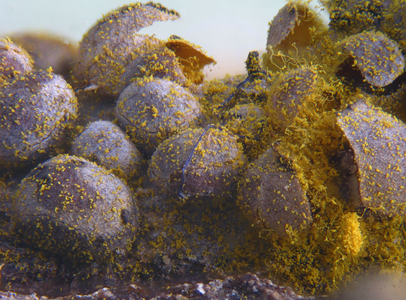 Perichaena corticalis